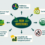 Neem-as-biopesiticide
