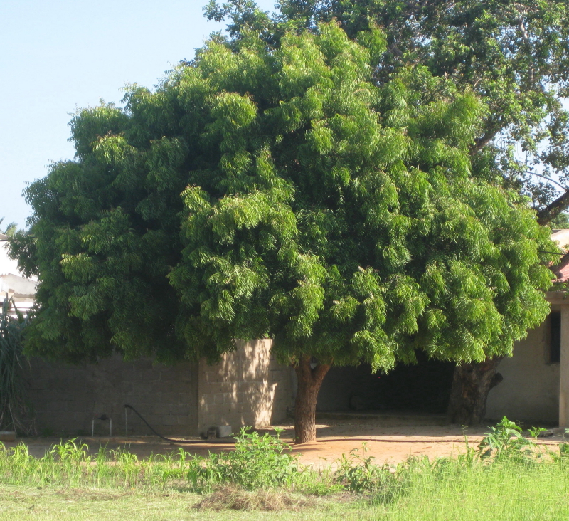 How Many Types Of Neem Trees Are There