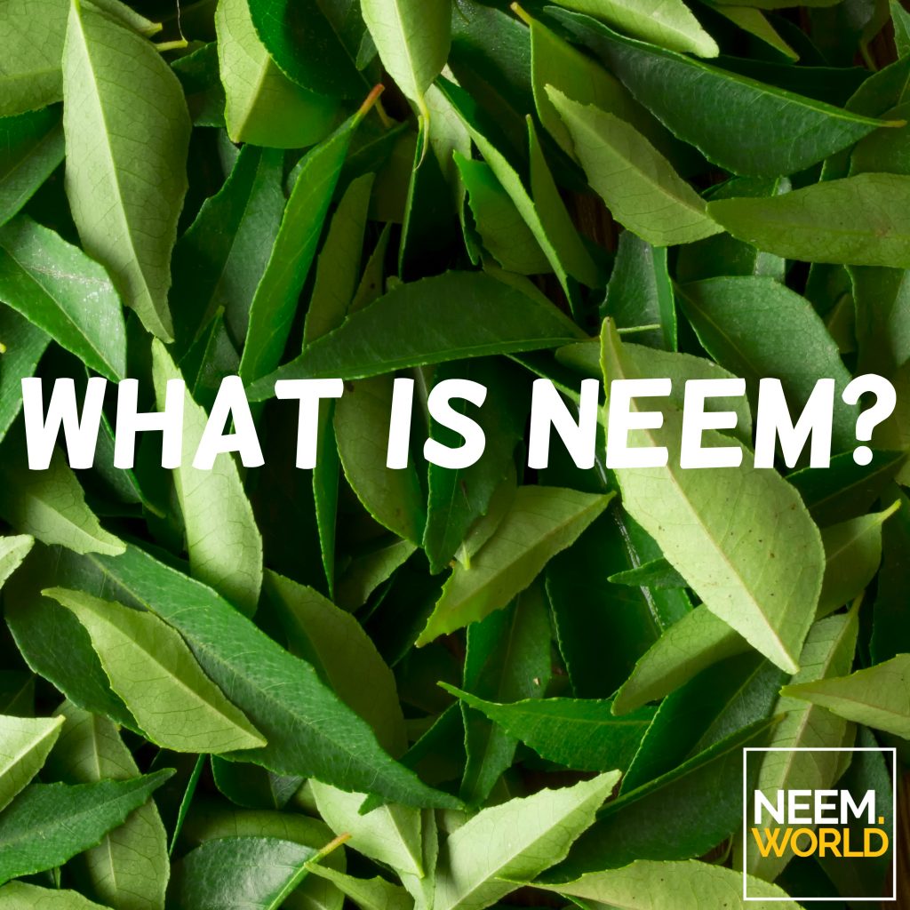 common name of neem in english