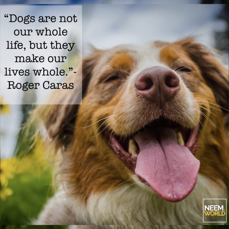 Happy National Dog Day!
