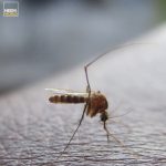 malaria is a disease that mosquitoes transmit