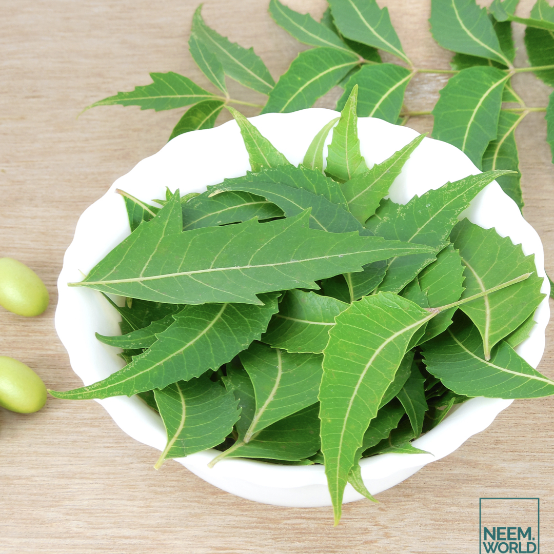 neem-leaves-the-many-uses-of-this-ayurvedic-wonder