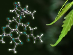 Azadirachtin: the model botanical biopesticide