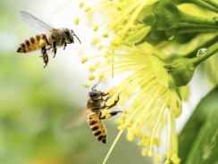 Bees: How Neem Helps Pollinators Survive and Thrive
