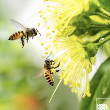 Bees: How Neem Helps Pollinators Survive and Thrive