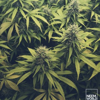 Cannabis: The Best Strands Are Grown With Neem