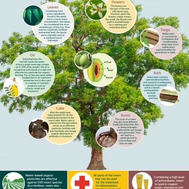 The Life of Neem Infographic