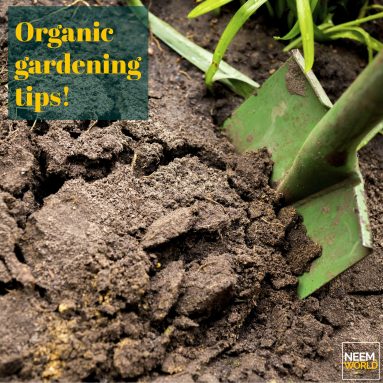 Neem Benefits in an Organic Garden