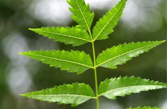 Neem’s Advances in Cancer Treatment