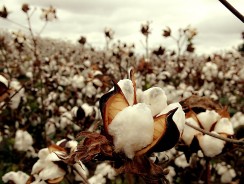 Cotton: The Dirtiest Crop in the World