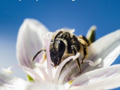 Chlorpyrifos: Damaging You and Bees