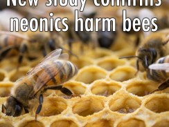 Study Confirms Neonics Harm Bees