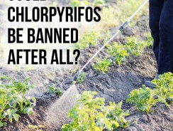 New Bill to Ban Chlorpyrifos