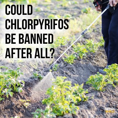 New Bill to Ban Chlorpyrifos