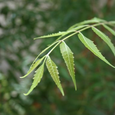 Neem’s Role in Cancer Treatment