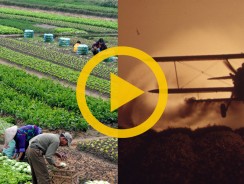 Sustainable Vs Industrial Agriculture