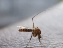 Malaria: A Global Human Threat That Neem Can Fight