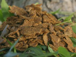 Neem Cake – An Organic Byproduct that Nourishes the Soil